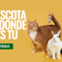 Nueva campaña de concienciación del Consejo Andaluz de Colegios Oficiales de Veterinarios: «Tu mascota es de donde eres tú, ¡Regístrala!»